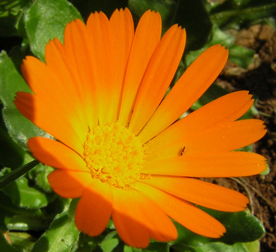 Calendula officinalis / Fiorrancio coltivato
